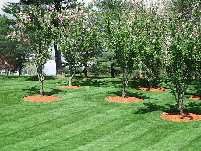 Wolfrath S Nursery And Landscaping, Best Trees Landscaping Llc
